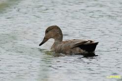 Canard chipeau